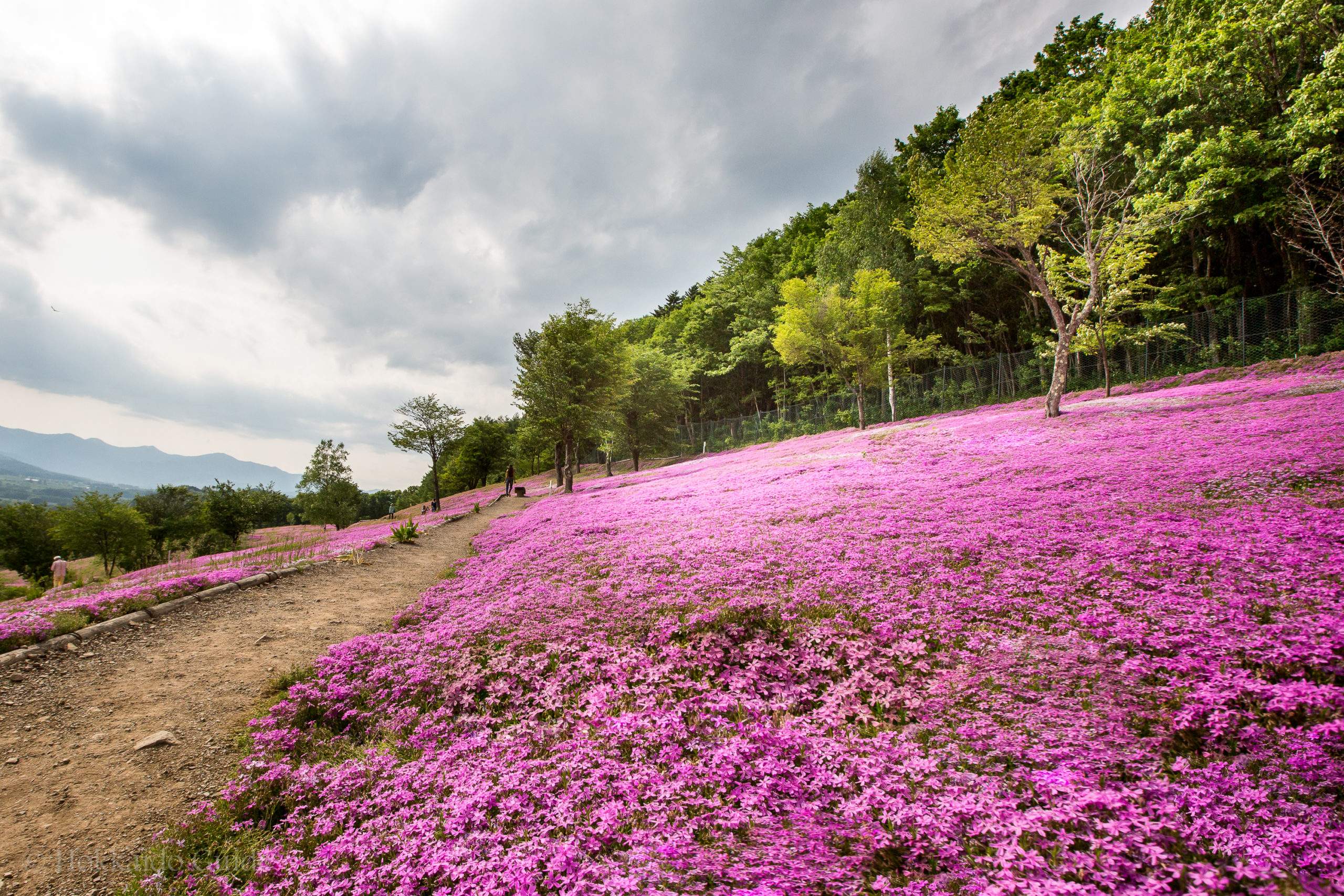 🌸 시바자쿠라 다키노우에 공원 이미지 8